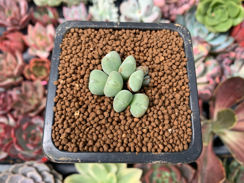 Conophytum 'Chowbanier' 1/2