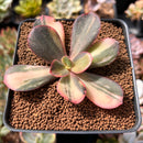 Echeveria 'Primadonna' Variegated 2"-3" Succulent Plant