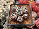 Echeveria 'Nanahukumini' 2" Cluster Succulent Plant