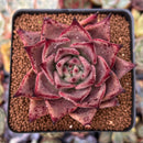 Echeveria Agavoides 'Taurus' 2"-3" Succulent Plant