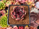 Echeveria 'Violet Cheese' 2" Succulent Plant