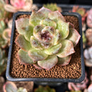 Echeveria 'La Palma' 2" New Hybrid Succulent Plant