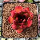 Echeveria Agavoides sp. 2"-3" Succulent Plant