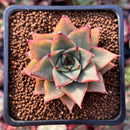 Echeveria Agavoides 'Red Pop' 2" Succulent Plant