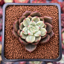 Echeveria 'Sharman' 1" Succulent Plant