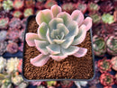 Echeveria 'Secunda' Variegated 2"-3" Succulent Plant