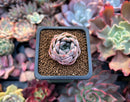 Echeveria 'Elsa' 1" Succulent Plant