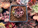 Echeveria Agavoides 'Magic Plot' 1" Succulent Plant