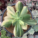 Echeveria 'Jyulia' Variegated 4" Succulent Plant