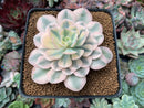 Echeveria Runyonii Variegated (Aka Echeveria 'Akaihosi' Variegated) 3" Succulent Plant