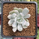 Pachyveria 'Roly-Poly' Variegated 1"-2" Succulent Plant