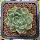 Echeveria Agavoides 'Primavera' 1" Succulent Plant