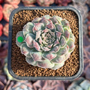 Echeveria 'Hearts Choice' 2" Succulent Plant