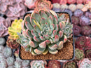 Echeveria 'Mars' 3" Succulent Plant