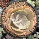 Echeveria 'Slimeball' 4" Succulent Plant