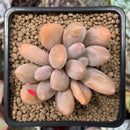 Echeveria 'Orange Sherbert' 2"-3" Cluster Succulent Plant