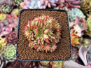 Echeveria Agavoides 'Rainstar' Crested 2" Cluster Succulent Plant