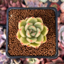 Echeveria 'Plon' 1" New Hybrid Succulent Plant