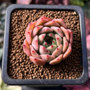 Echeveria 'Sarahime' x 'Indigo' Seed-grown Hybrid 1" New Hybrid Succulent Plant