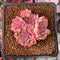 Echeveria 'Vanilla Brick' 1" Cluster New Hybrid Succulent Plant
