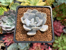 Echeveria 'Tiramisu' 1"-2" Powdery Succulent Plant