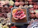 Echeveria 'Rainbow' Variegated 1" Succulent Plant