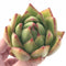 Echeveria Agavoides Maria Hybrid 2”-3” Rare Succulent Plant