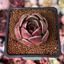Echeveria 'Fushike' Round Leaf 2" Succulent Plant
