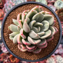 Echeveria 'Rose Bay' 4" Succulent Plant