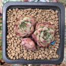 Echeveria 'Mazurka' 1" Cluster Small Succulent Plant