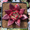 Echeveria Agavoides 'Super Ocean' 2" Succulent Plant