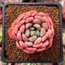 Echeveria 'Briddoza' 1"-2" Succulent Plant