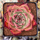 Echeveria Agavoides 'Channel Muse' 3" Succulent Plant