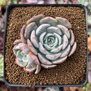 Echeveria 'Softball' 2"-3" Cluster Succulent Plant