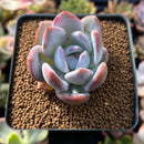 Echeveria 'Ivory' 2" Powdery Succulent Plant