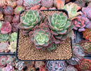 Echeveria 'Ice Pink' 3" Cluster Succulent Plant