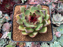 Echeveria Agavoides 'Eclipse' 2"-3" New Hybrid Succulent Plant