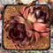 Echeveria Agavoides 'La Vie en Rose' 3" Cluster Succulent Plant