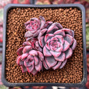 Echeveria 'Black Swan' 1" Cluster New Hybrid Succulent Plant