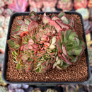 Echeveria 'Yangjin' 3" Crested Succulent Plant