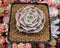 Echeveria 'Lilacina' Marble Variegated 4" Succulent Plant