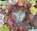 Echeveria 'Etna' 5" Large Succulent Plant