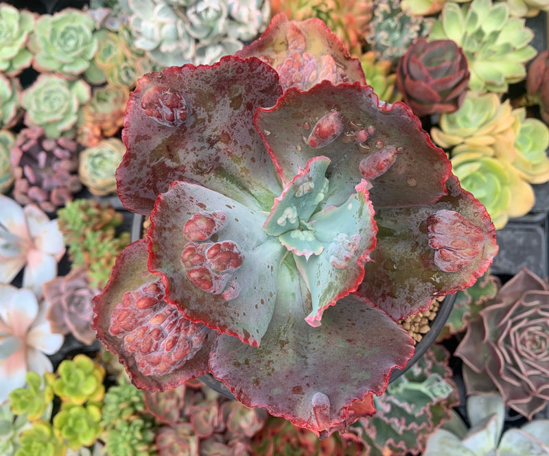 etna succulent Echeveria 'Etna' 5