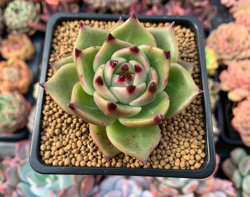 dragon succulent Echeveria Agavoides 'Blue Dragon' 2" Rare Succulent Plant – True Succulents Plant Co