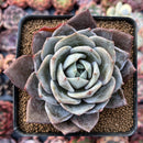 Echeveria 'German Champaign' 2"-3" Succulent Plant