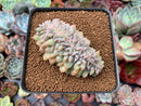 Echeveria sp. Crested 2" Succulent Plant
