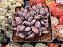 Echeveria 'Cupid' 2"-3" Cluster Succulent Plant