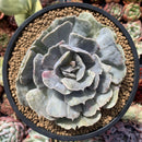 Echeveria 'Lilacina' Variegated/Mutated 4" Succulent Plant