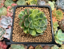 Echeveria 'Viva Chile' Variegated 2" Succulent Plant