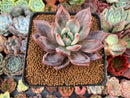 Echeveria 'Purple Champaign' 3"-4" Succulent Plant